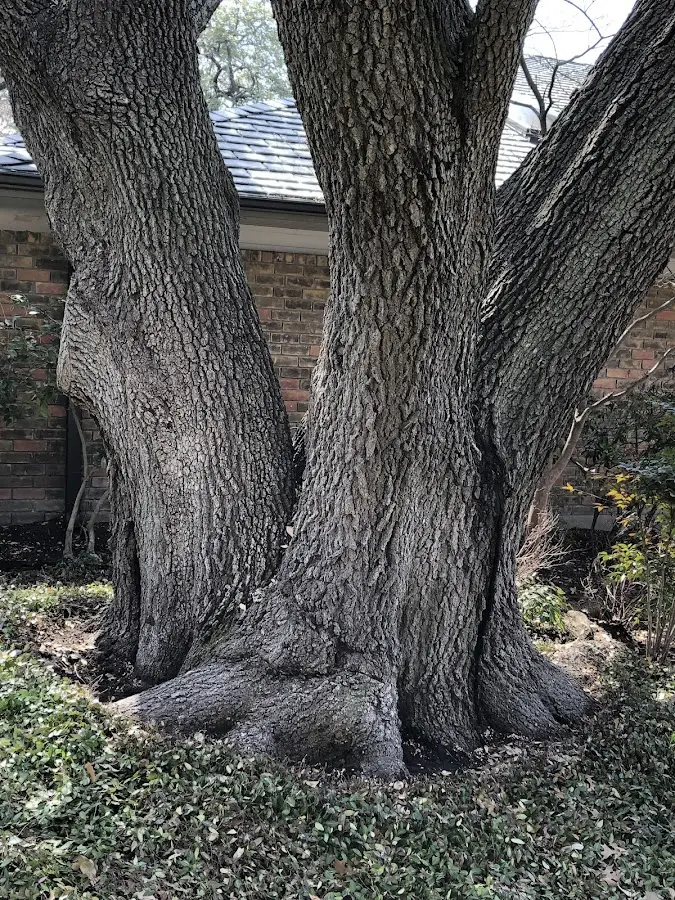 Mature heritage tree close to a Randolph property cared for by certified arborists